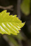 Dwarf chinquapin oak